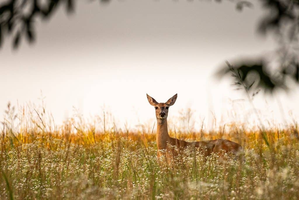 a white-tailed deer stands in tall grass